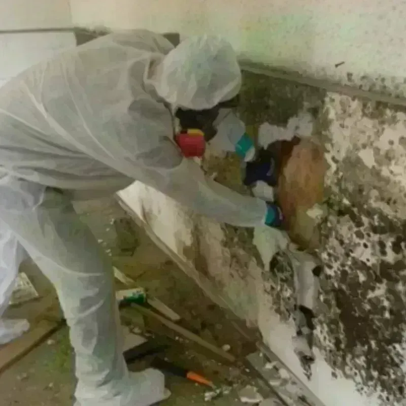 Mold Remediation and Removal in Princeton, NJ